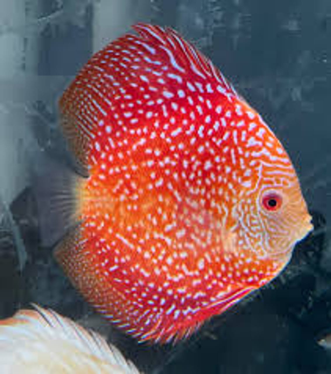 PIGEON SNAKESKIN Discus
